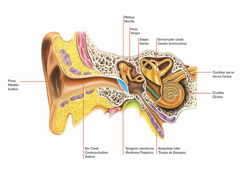 the human ear