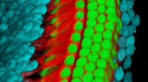 This microscopic view of cells deep within the ear of a newborn mouse show in red and blue the supporting cells that surround the hair cells (green) that send sound signals to the brain. New research shows that the supporting cells can regenerate if damaged in the first days of life, allowing hearing to develop normally. This gives new clues for potential ways to restore hearing. Image credit: Guoqiang Wan, Univ. of Michigan