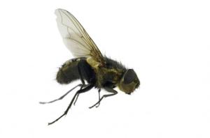 The Ormia ochracea fly has a sophisticated sound processing mechanism that determines the direction of a sound within an angle of 2 degrees. Picture Source: Medical News Today